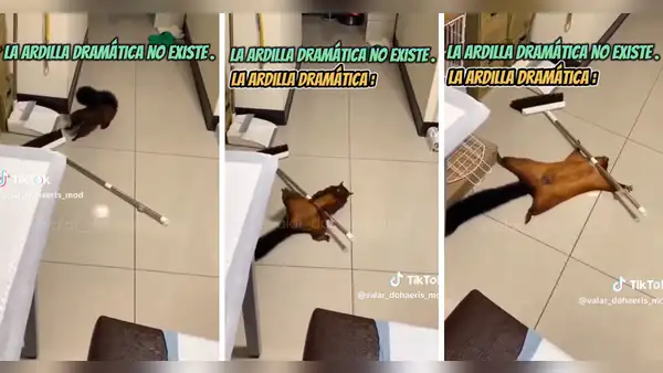 Ardilla es captada fingiendo su muerte luego de travesura en casa de su ama: "Estudió en Televisa"