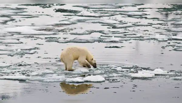 Alarmante: el Ártico no tendrá hielo a partir de 2030, según estudio
