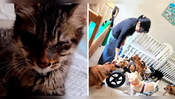 Chorrillos: albergue necesita ayuda para alimentar a gatos abandonados y más de 20 perros inválidos