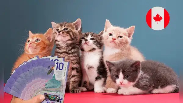 Trabajo en Canadá: extranjeros pueden ganar hasta 20 dólares por hora cuidando gatos