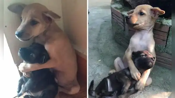 Dos cachorros asustados no dejan de abrazarse tras ser rescatados