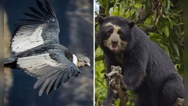 20 animales en peligro de extinción en Perú que buscan ser protegidos