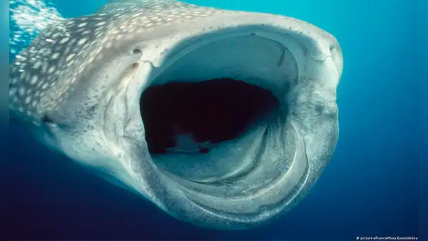 Captan por primera vez a un tiburón ballena comiendo en el fondo del mar