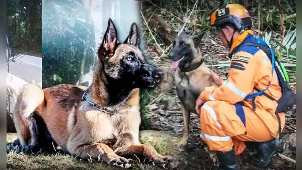 ¿Quién es Wilson, el perrito que salvó a los 4 niños perdidos y se encuentra desaparecido?