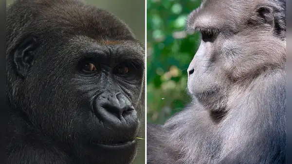 ¿Por qué los primates se masturban? Esta es la razón