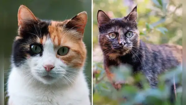 ¿Por qué casi todos los gatos tricolores son hembras? Este es el sorprendente motivo