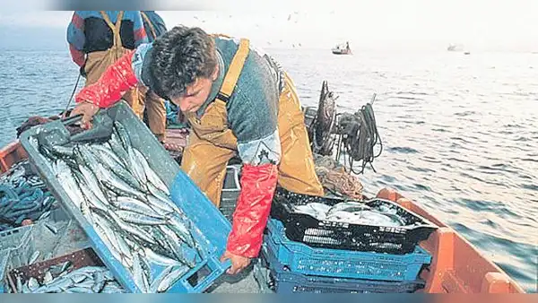 Pesca exploratoria se habría iniciado por presión de la industria harinera