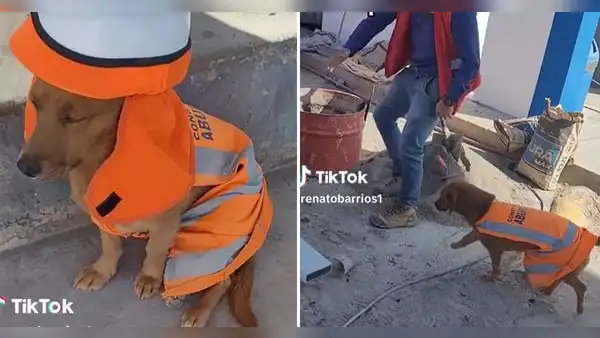 Perrito causa furor como supervisor de obra en Arequipa: “Rayos, llegó el jefe”