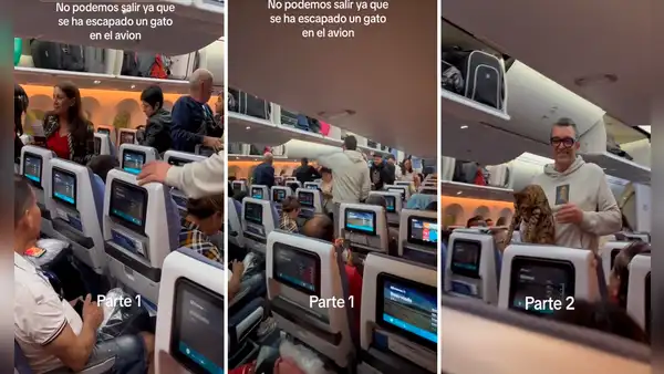 Escape de gato dentro de avión paraliza a toda una tripulación: “Quería viajar en primera clase”
