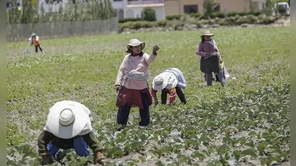 Cae 50% la producción de alimentos en los campos agrícolas