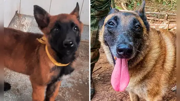 Así fue entrenado Wilson, el perrito rescatista perdido sin rastro en la selva de Colombia