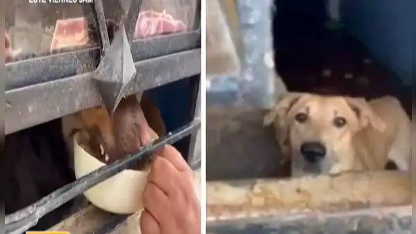 Comas: familia se muda de casa y abandona a perritos