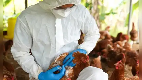 Sacrifican a cerca de mil aves de corral por casos de gripe aviar en Moquegua