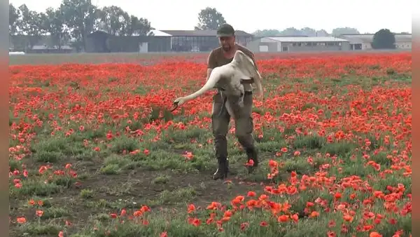 Cientos de cisnes se volvieron adictos a una planta y tuvieron que ser desintoxicados en Eslovaquia