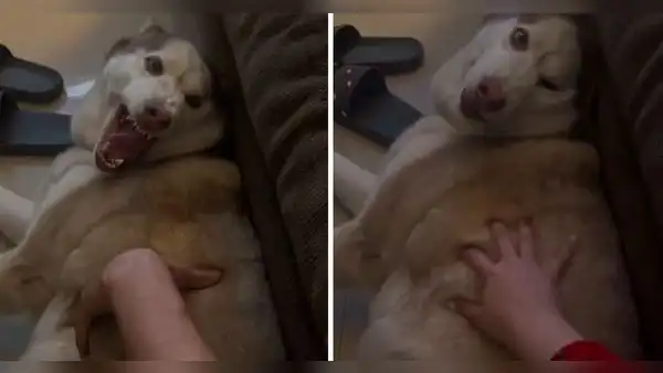 Perrito ataca a su padre, pero lame a su dueña y usuarios dicen: "Sabe cosas que mami no"