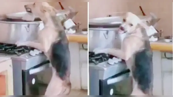 Perrito se trepa a la cocina, se roba el pollo de la olla y encima se molesta: “La habilidad se respeta”