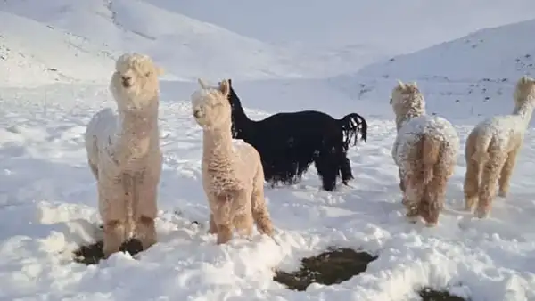Ola de frío y sequía en Puno causó muerte de más de 3.000 crías de alpaca