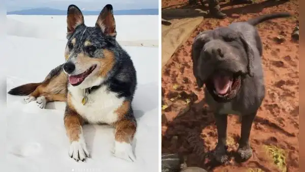 Falleció Einstein, el perro que encarnó a Caín en Red Dead Redemption 2 y se ganó el cariño de toda la comunidad gamer