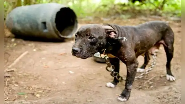 Denuncian que mafias roban perros domésticos para usarlos en entrenamientos de canes de pelea