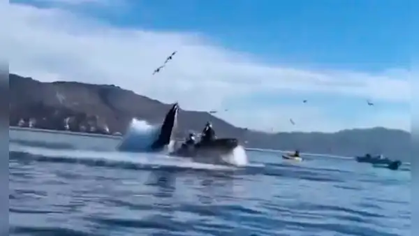 Ballena se traga a 2 mujeres cuando navegaban en kayak: ambas resultaron ilesas al ser escupidas