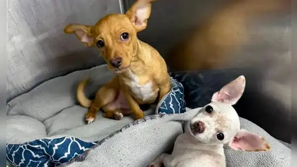Hombre es acusado de causar sobredosis a sus 2 perros chihuahua: los animales fueron reanimados