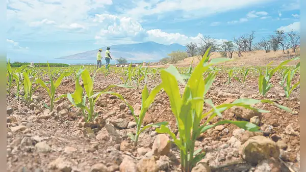 FAO: precios mayoristas de alimentos no se trasladan