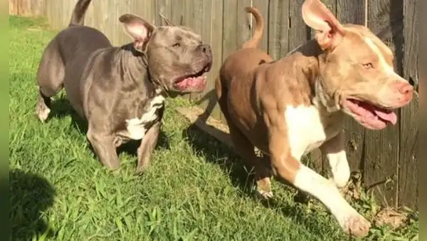 Carabayllo: perros pitbull que salieron a pasear sin bozal matan a un gato en el parque