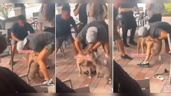 Pitbull ataca a cachorrito en restaurante y genera indignación: "Es la culpa del dueño"