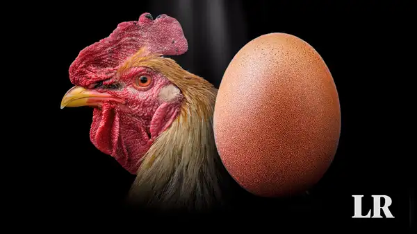 Científicos responden, por fin, a la pregunta: "¿Qué fue primero, el huevo o la gallina?"