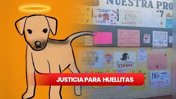 Justicia para Huellitas: esto se sabe del caso del perrito torturado por una estudiante en Puebla