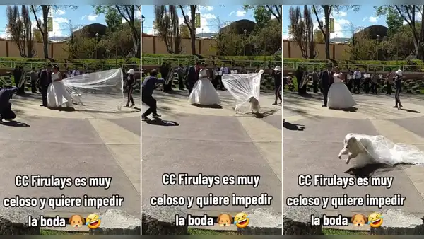 Perrito le quita el velo a la novia en plena sesión de fotos: “El Firulais se opone”