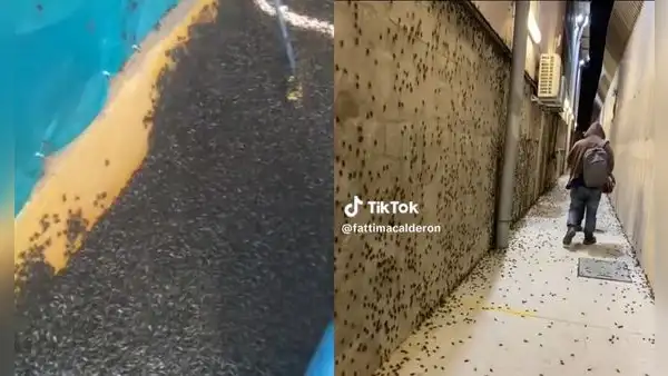 Piura: plaga de grillos causa pánico en las familias de Sullana por altas temperaturas