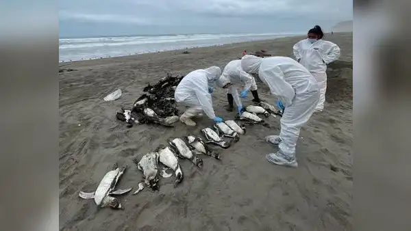 El Niño costero sería causa de muerte de aves y lobos en la costa