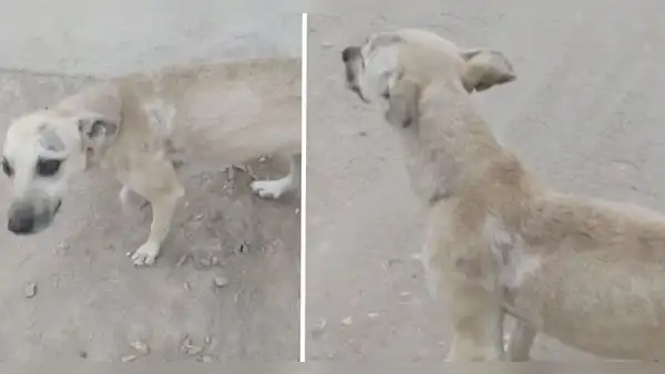 Solicitan atención veterinaria para perro que fue atacado por pitbull en Ancón