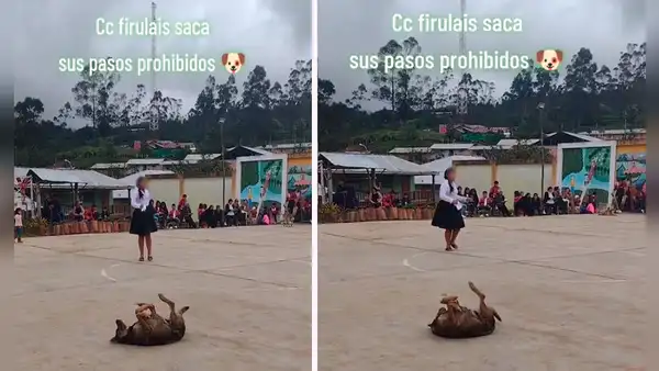 Perrito se roba el show durante actuación escolar y causa furor con sus ‘pasos prohibidos’