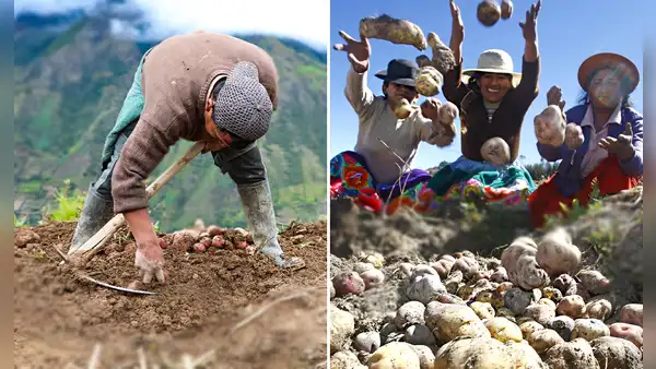 ¿El Día del Campesino es feriado en Perú? Lo que se sabe HOY
