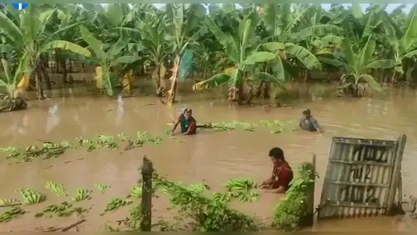 Agricultores de Piura piden créditos para cultivar tierras que fueron afectados por fenómeno El Niño