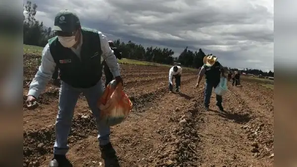 Trabajadores agrarios tienen derecho a percibir 30 % de la remuneración mínima vital como bono
