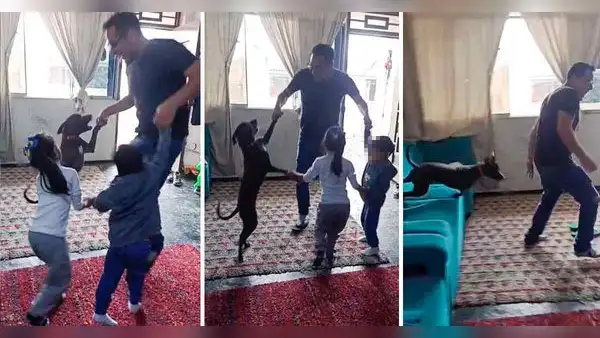 Perrito sorprende a sus dueños al jugar lobo qué estás haciendo y escena se hace viral en TikTok