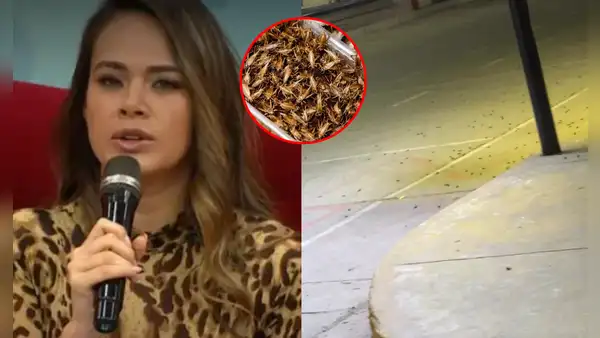 Jossmery Toledo asustada por la infestación de insectos en el norte: “¡Es una lluvia de grillos!”