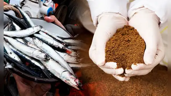 Harina de pescado alcanza su precio más alto en 8 años ante la llegada de El Niño