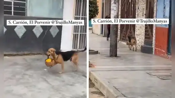 Perrito en Trujillo sorprende a redes con curioso 'trabajo': "Se gana su pan y croquetas"
