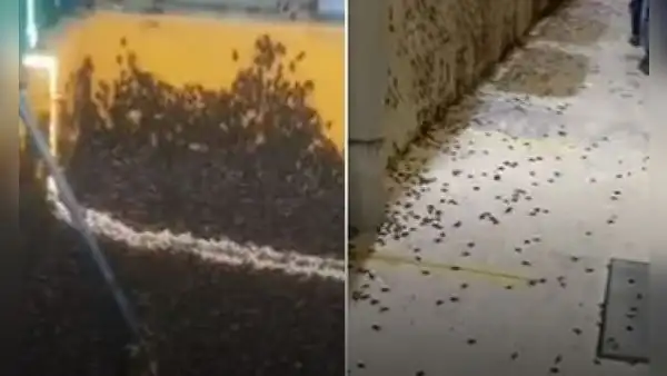 Especialistas explican el motivo por el cual se presenta una plaga de grillos en Piura y Lambayeque