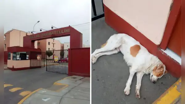 Chorrillos: piden ayuda para adoptar a perrito abandonado desde hace 3 días