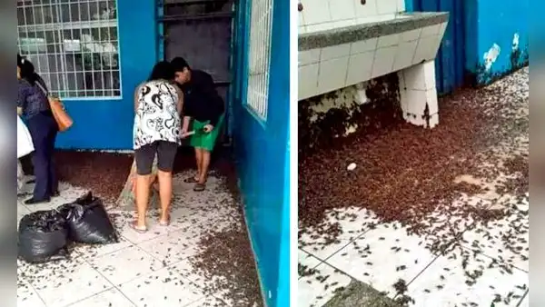 Minsa pide no usar insecticidas por plaga de grillos en Piura y Lambayeque: ¿qué medidas se adoptarán?