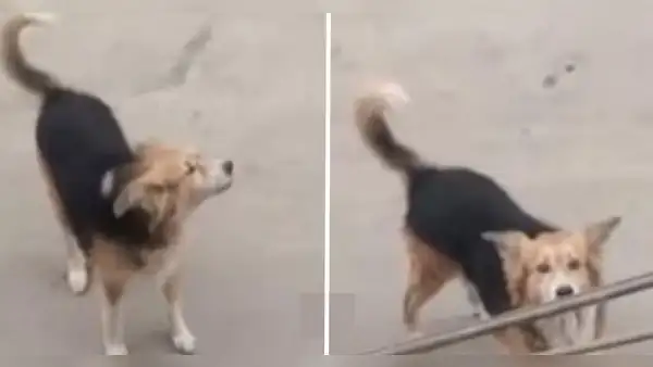 San Martín de Porres: buscan a Osito, perro guía de niño con espectro autista