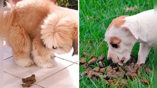 ¿Tu perro come heces?: conoce por qué tiene este comportamiento y cómo evitarlo