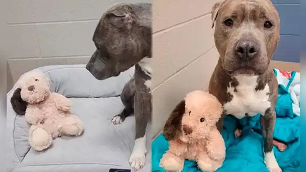 ¡Quiso que se parezcan! Perrito rescatado sin una oreja le arranca la misma a su peluche