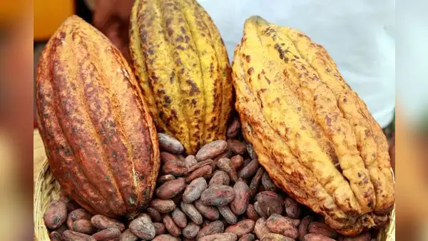 Desafíos en el cultivo de cacao en el VRAEM: baja rentabilidad, plagas y cambio climático