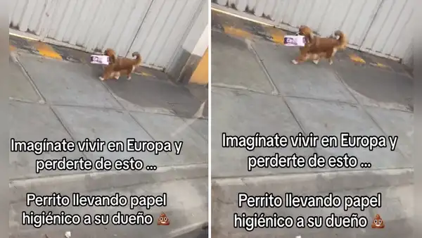 “Entrenado para las emergencias”: captan a perrito llevando papel higiénico a su dueño